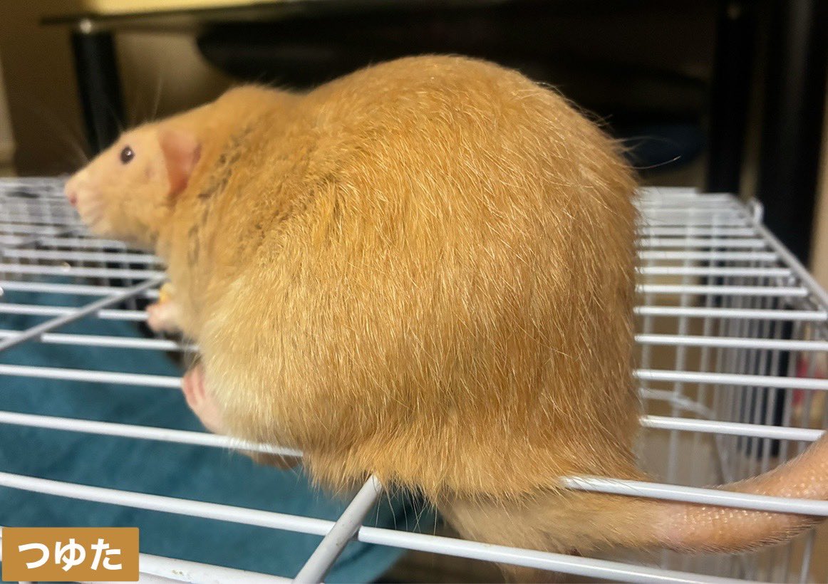 mb8lnmm's tweet image. 今日のねずみです
毛並みが美しいもっちりねずみ
です🐀。°
#ファンシーラット
#エキゾチックアニマル
#小動物ペット
#ねずみは家族