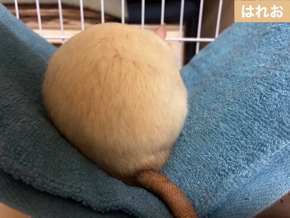 mb8lnmm's tweet image. 今日のねずみです
毛並みが美しいもっちりねずみ
です🐀。°
#ファンシーラット
#エキゾチックアニマル
#小動物ペット
#ねずみは家族