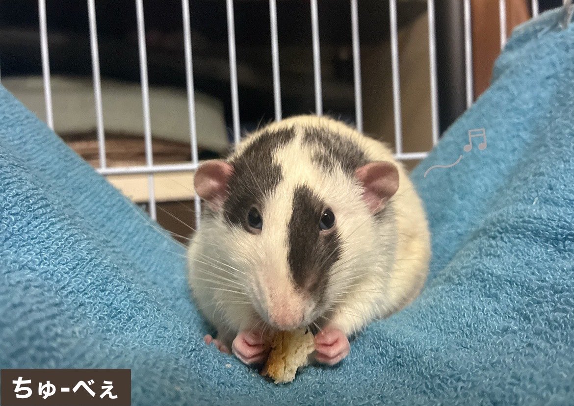 mb8lnmm's tweet image. 今日のねずみです
毛並みが美しいもっちりねずみ
です🐀。°
#ファンシーラット
#エキゾチックアニマル
#小動物ペット
#ねずみは家族