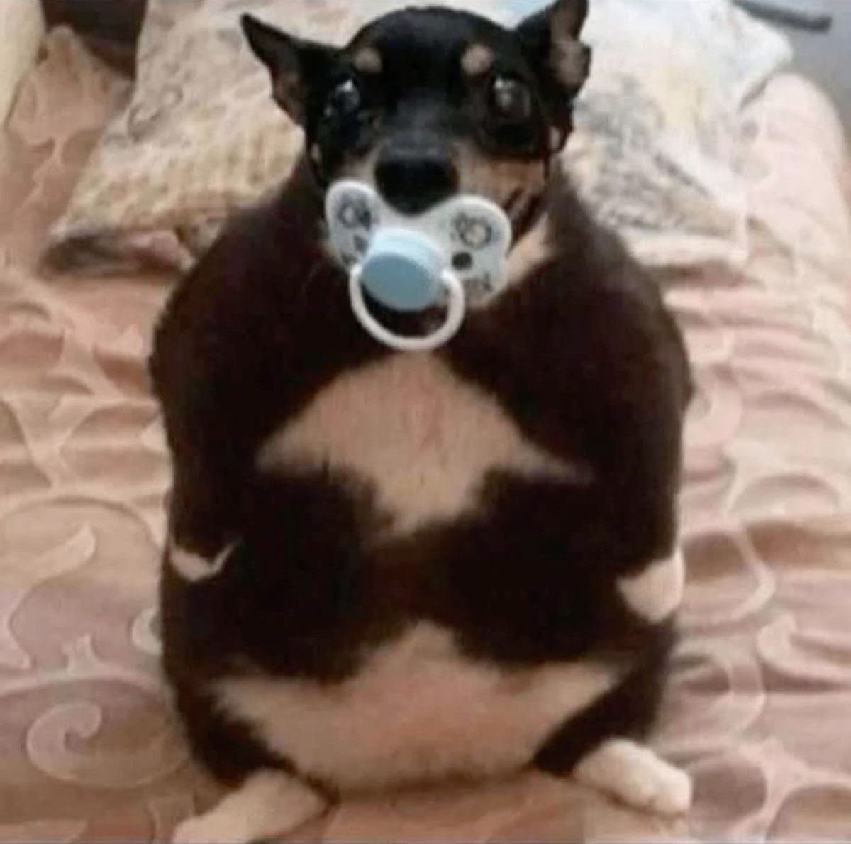 I have just been borned. Hello world