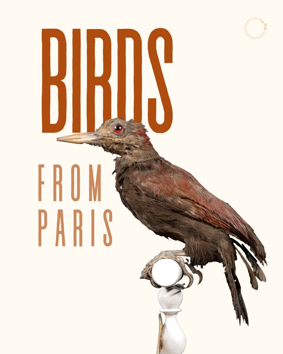 signifynathist's tweet image. This week, we feature birds from MNHN. Learn about Marie Firmin Bocourt, the collector of these specimens ✍🏻
These birds were collected more than a century ago in the 1860s. Despite their age, they retain their vibrant colouration. Find out more in the post!  🦜