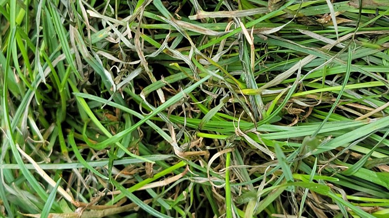 turfnet's tweet image. Latest turf news: A model of evolution, gray leaf spot could be coming soon to a course near you: It is not uncommon for those who kill grass for a living to have a certain fondness for turfgrass diseases. Nathaniel Mitkowski, Ph.D., professor of plant… dlvr.it/TM6BN1
