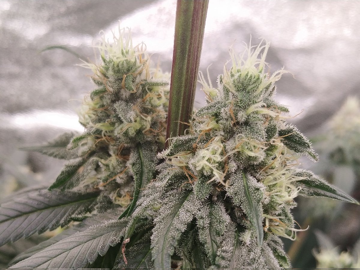 Canna World tweet media