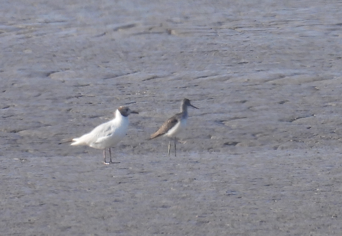 Mike King🦉🐺 (@glosterbirder) on Twitter photo Saul Warth 57 Curlews, 140+ Avocets, 2 Oystercatchers, 20+ Dunlin, 7 Bar-tailed Godwits, Greenshank, Redshank, 46 Shelducks, 700+ BH Gulls, 4 Little Egrets, 4 Grey Herons, Marsh Harrier, Hobby, Kestrel, 4 Pied Wags, Sedge Warbler, 3 Chiffchaffs, Whitethroat & 2 Ravens. #GlosBirds Saul Warth 57 Curlews, 140+ Avocets, 2 Oystercatchers, 20+ Dunlin, 7 Bar-tailed Godwits, Greenshank, Redshank, 46 Shelducks, 700+ BH Gulls, 4 Little Egrets, 4 Grey Herons, Marsh Harrier, Hobby, Kestrel, 4 Pied Wags, Sedge Warbler, 3 Chiffchaffs, Whitethroat & 2 Ravens. #GlosBirds