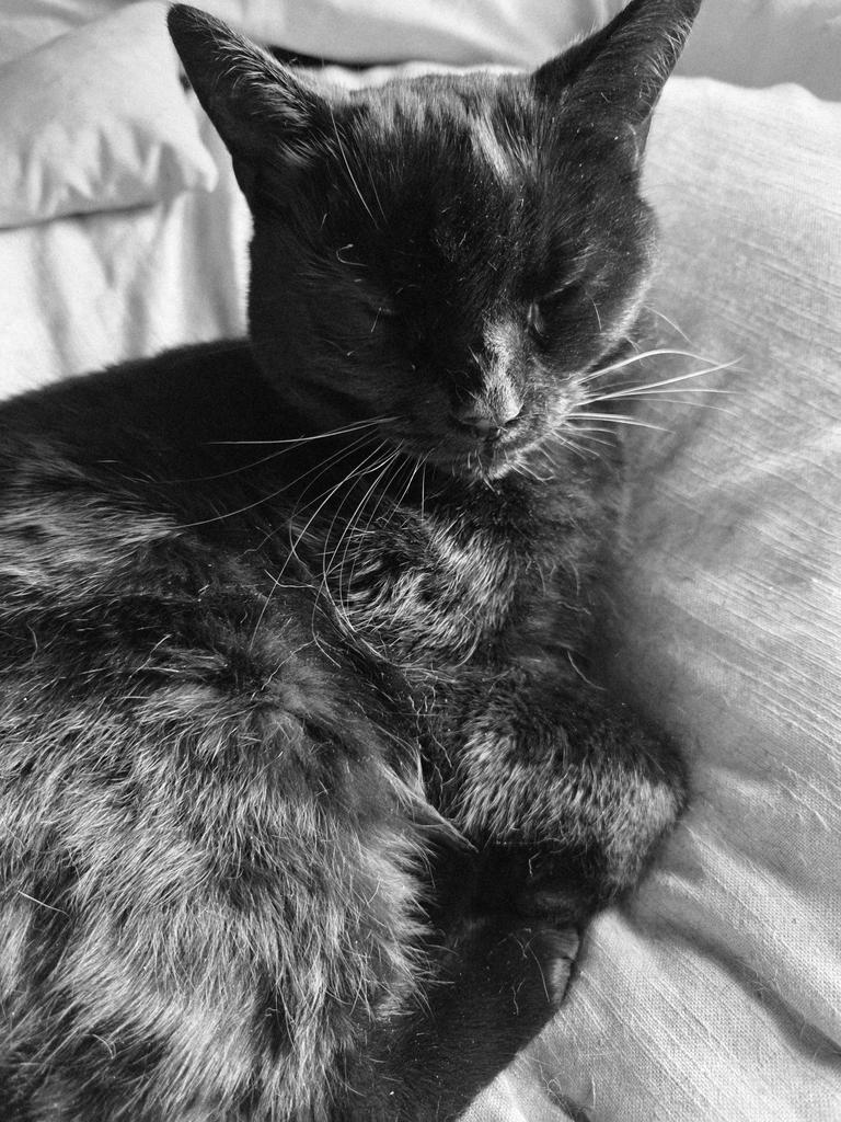 BagginsSuperCat's tweet image. Happy #CatsNoirFriday floofsters!
Getting the snoozes in now so I can party all weekend! Hurgh!
#hedgewatch duvet shift..... meowzzzzz