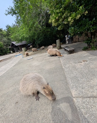 capipiro's tweet image. 名残惜しいあっという間の朝食タイム！

(2025.05.26長崎バイオパーク)