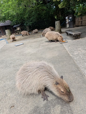 capipiro's tweet image. 名残惜しいあっという間の朝食タイム！

(2025.05.26長崎バイオパーク)