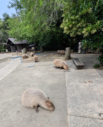 capipiro's tweet image. 名残惜しいあっという間の朝食タイム！

(2025.05.26長崎バイオパーク)