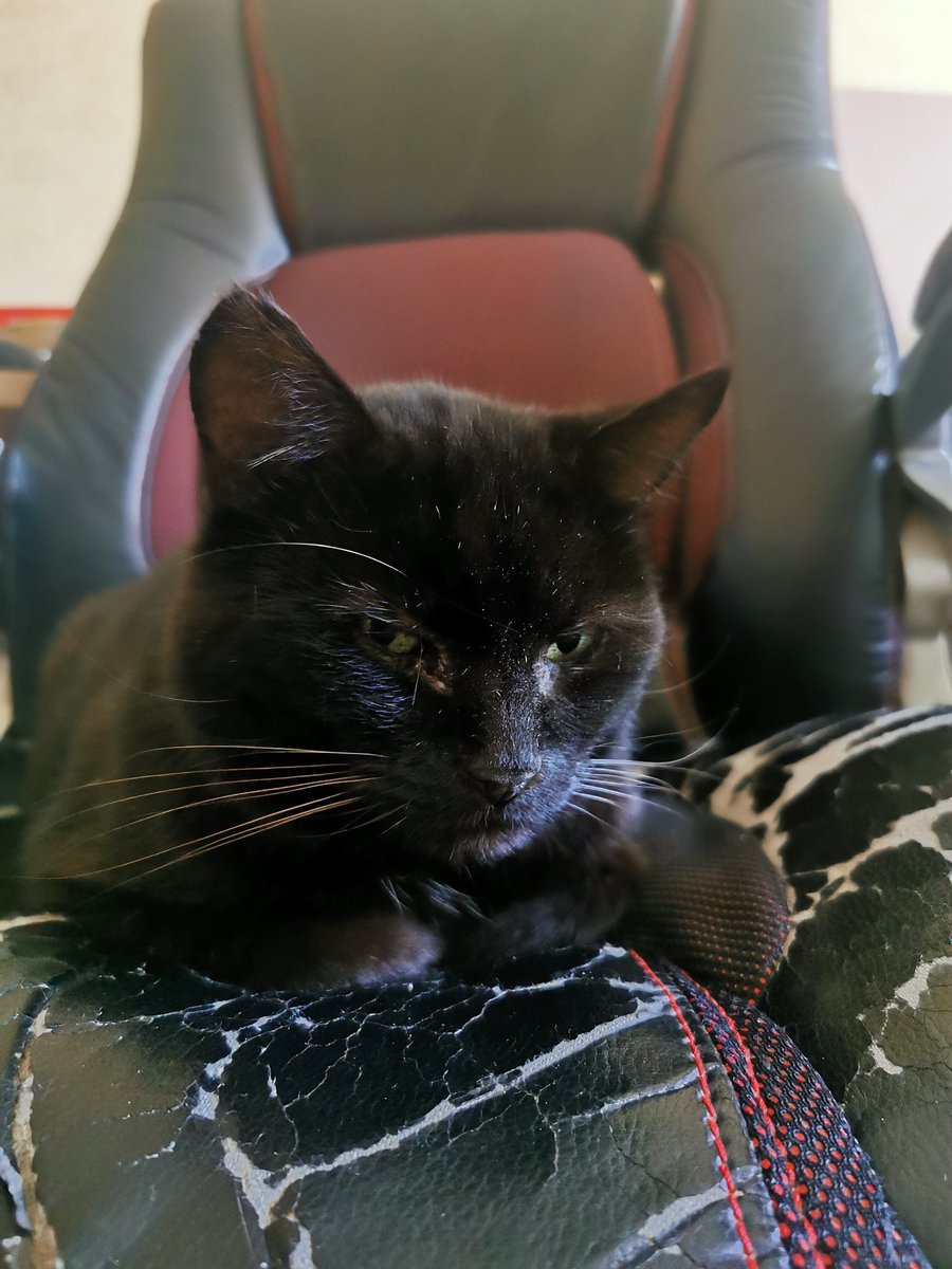 Bob is in the hot seat today making all the decisions 😹