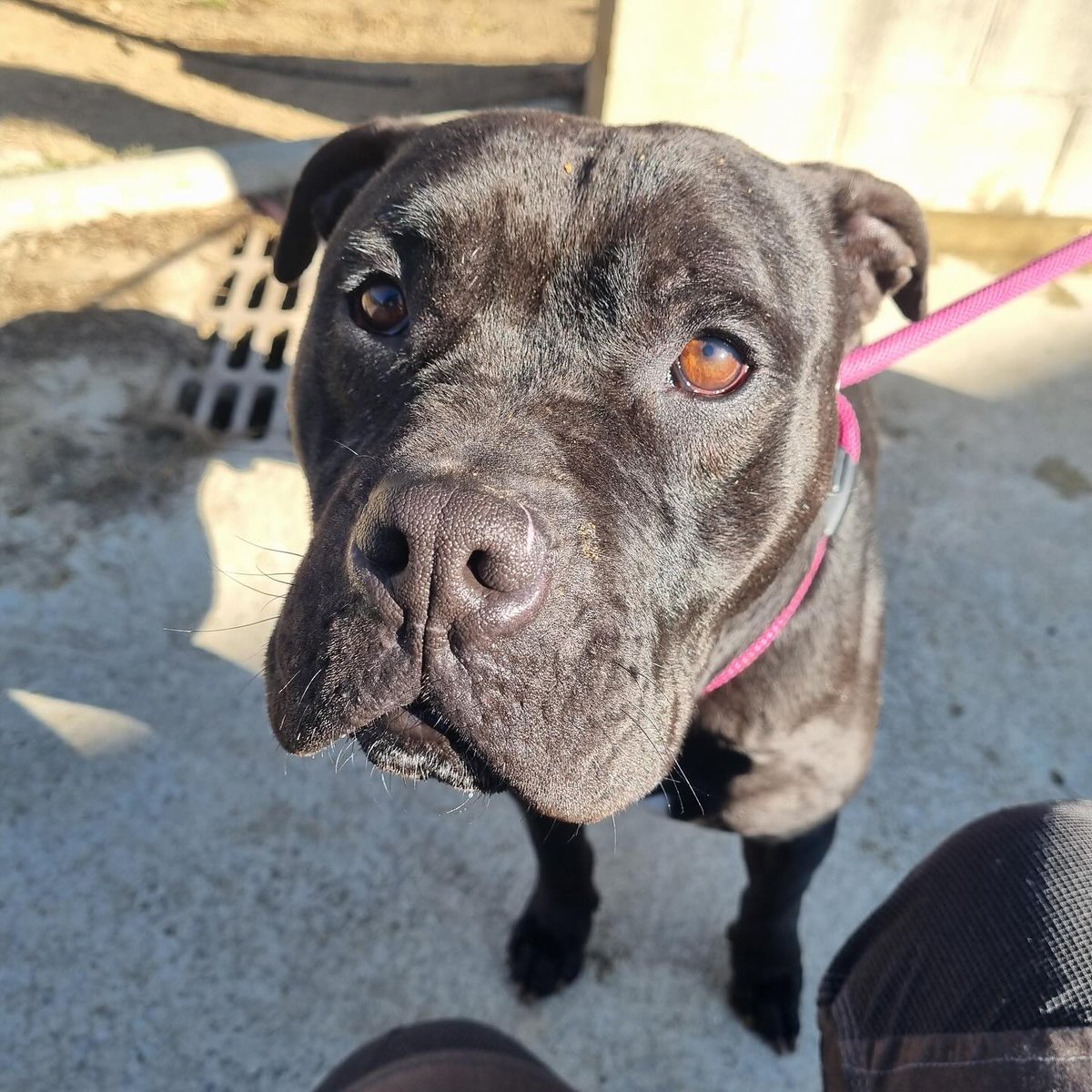 #Barcelona
Os presentamos a #OZZY, de 7 añitos. ¡Un torbellino de amor! Es de esos perros que cuando te ven, se te tiran encima pidiendo mimos como si fueras su persona de toda la vida. Le encantan las caricias, los juegos y los premios.

Con machos no se lleva bien, pero con