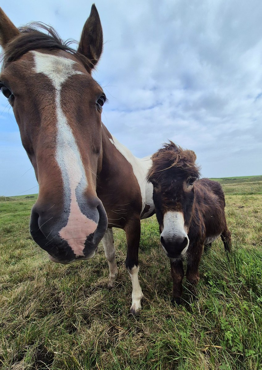 cormac_mcginley's tweet image. &quot;Can we call ourselves a Herd yet?&quot;
Boxer and Gina ganging up on me 🤣
County Clare, Ireland.