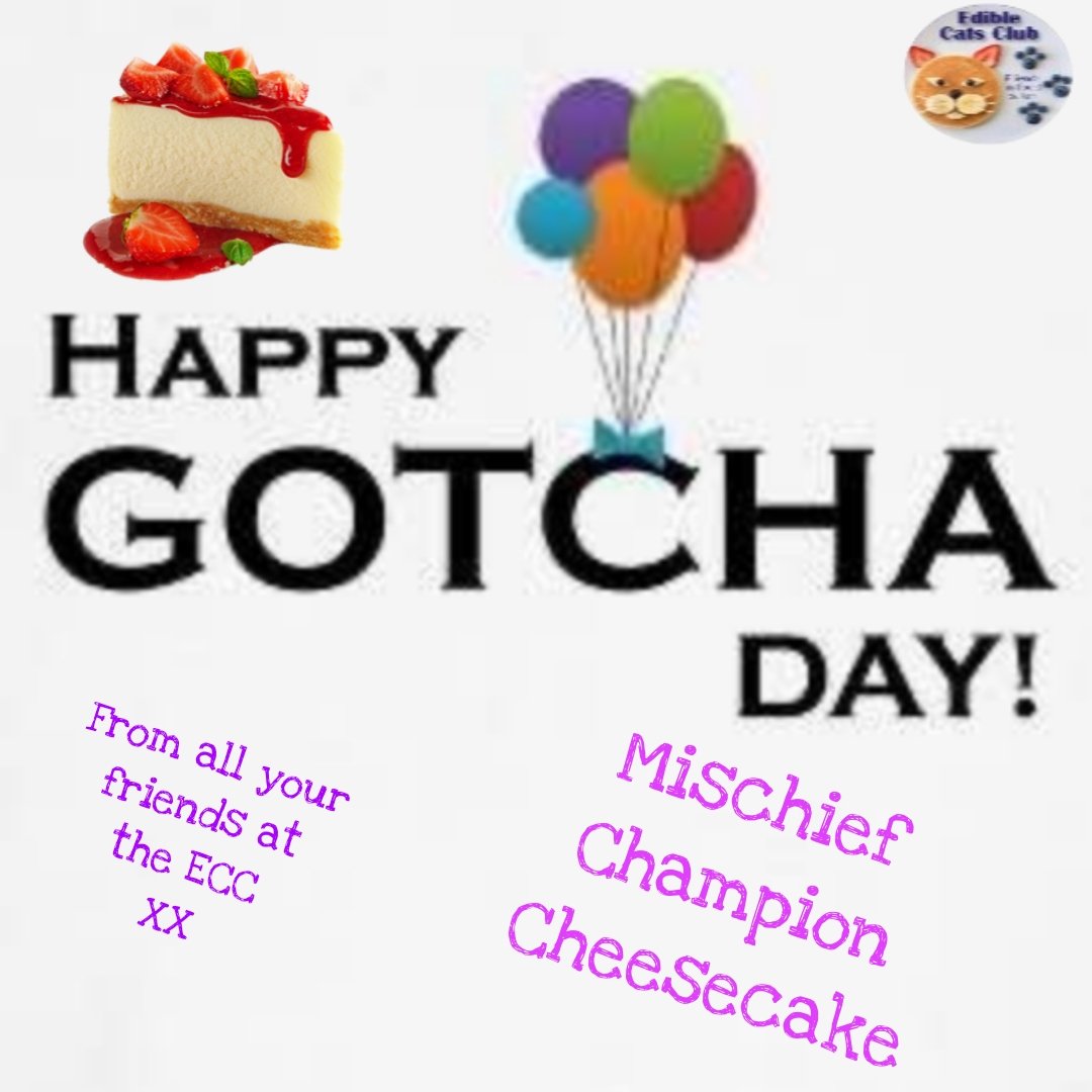 Postman Pappy’& Postman Panfur’s ECC Cards (@eccpostmanpappy) on Twitter photo *Postman Panfur comes in to the PO*
HAPPY BELATED GOTCHA DAY TO MISCHIEF CHAMPION CHEESECAKE! Sending love and big paw hugs! 😽😽❤️❤️ <a href="/CowboyTheBengal/">Cowboy & Mischief love & miss our 🌈OTRB furrends</a> <a href="/EdibleCatsClub/">EdibleCatsClub</a> *Postman Panfur comes in to the PO*
HAPPY BELATED GOTCHA DAY TO MISCHIEF CHAMPION CHEESECAKE! Sending love and big paw hugs! 😽😽❤️❤️ <a href="/CowboyTheBengal/">Cowboy & Mischief love & miss our 🌈OTRB furrends</a> <a href="/EdibleCatsClub/">EdibleCatsClub</a>