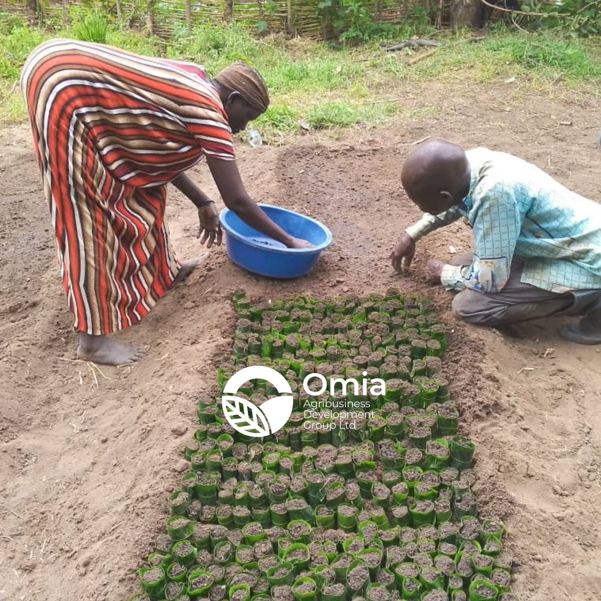 An eco-friendly technique in transforming farming practices.!!😊

God’s Love A farmer’s group in Imvepi Refugee Settlement, Village 16, Zone 2, is innovatively swapping Nursery bed-polythene potting bags with mango leaves.🍃 

This simple yet eco-friendly practice reduces waste,