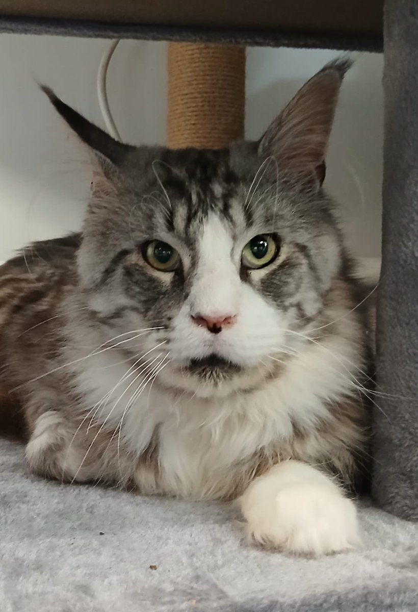 1/2 Friends! The cat distribution system has sent us a new bundle of floof. Meet Aloysius O’Hare! 
He was a stray at another school for a long time so Herefordshire Cat Centre brought him to us as they knew our school needed to give another cat a loving home.
#cats #catsofTwitter