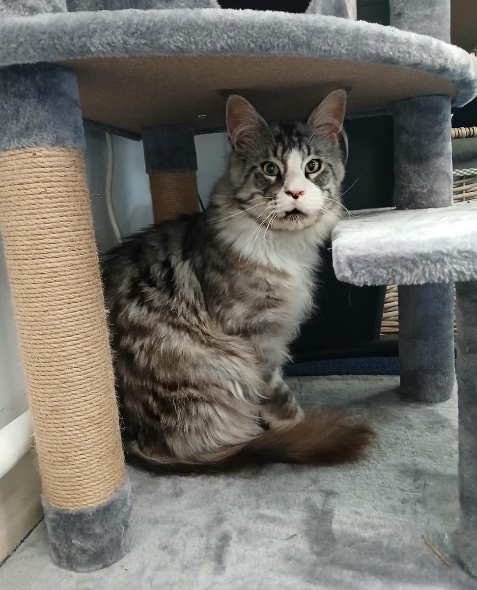 2/2 He’s almost 2 yrs, very cuddly &amp; has already settled in well. We’ll bring more news once he’s got his (enormous) paws under the table. Thankyou to the lovely ladies from Herefordshire Cats Centre for bringing him to us. We love him already!
#Cats #CatsofTwitter #Hedgewatch