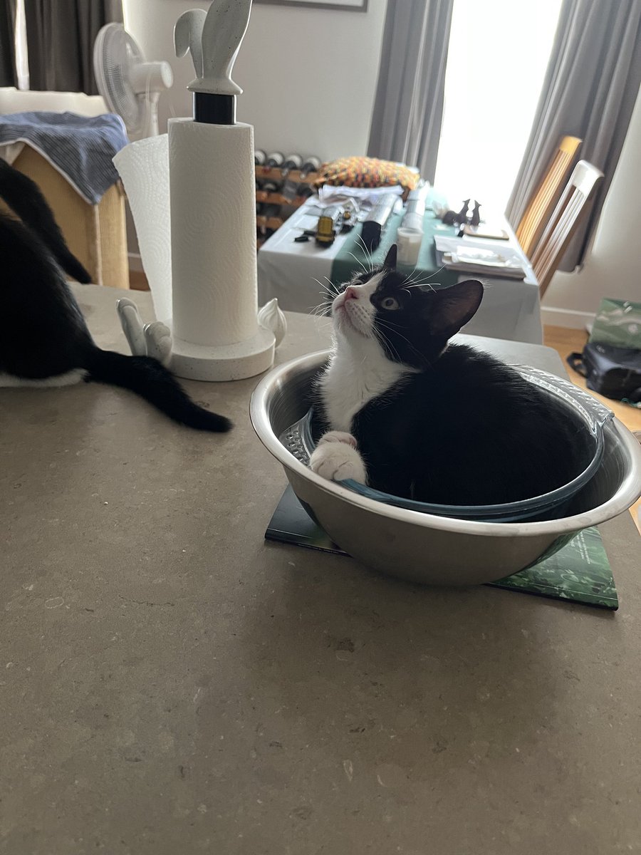 owenclark3's tweet image. Just a kitten lying in a casserole dish. Nothing to see #catsoftwitter