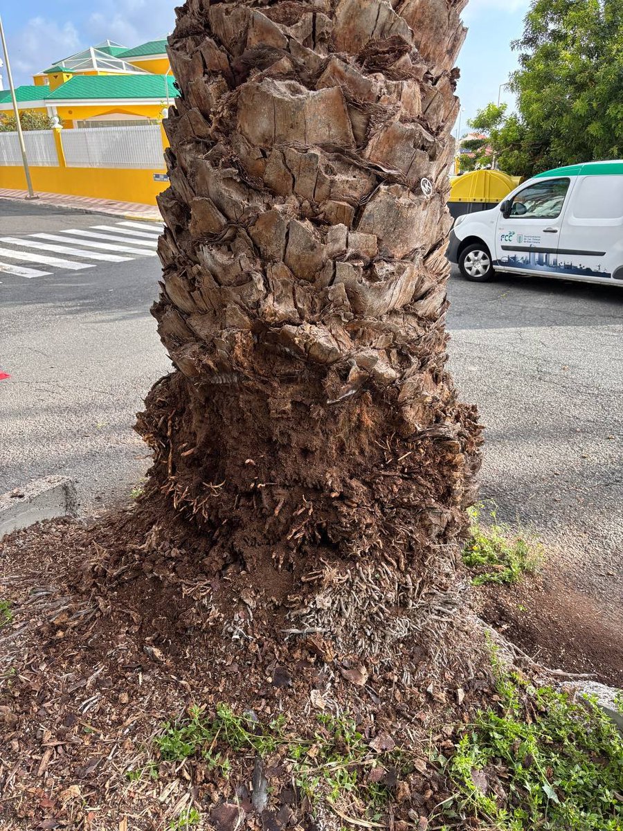 En el marco de las revisiones del arbolado y palmeras de la ciudad, se ha detectado una afección aguda en dos palmeras de El Zurbarán que serán retiradas por seguridad. 

Tan pronto lo permitan las condiciones sanitarias del suelo, se procederá a reponer ambos ejemplares 👇