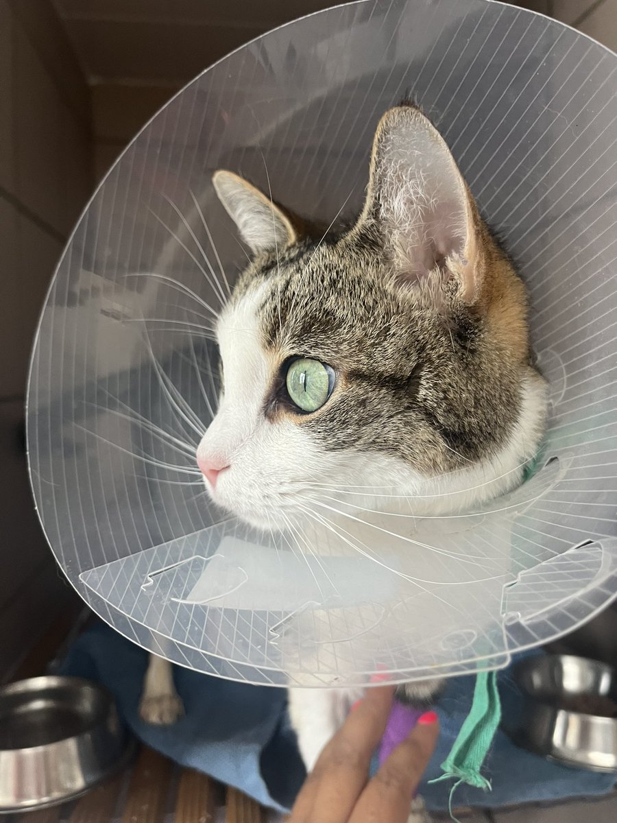 Merci à tous les popains et popines pour le vigipapattes.
Il va beaucoup mieux ce matin, le veto ne s’y attendait pas.
Il va peut-être sortir aujourd’hui.
Merci encore pour lui.