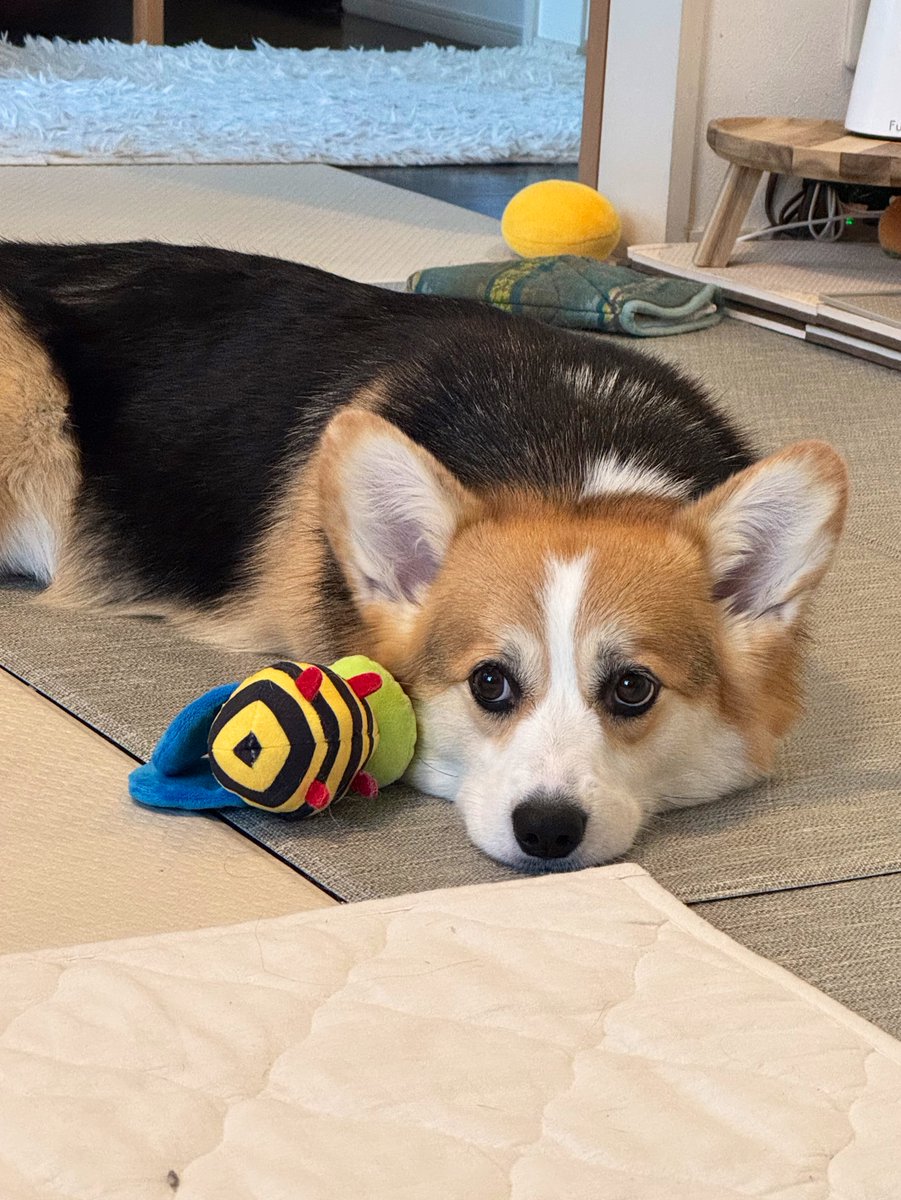 elmoelmodog's tweet image. ←これが....(9週)
....こう(2歳5ヶ月)→
#トライカラーは面白い同じ犬
#コーギー
#コーギーのいる暮らし