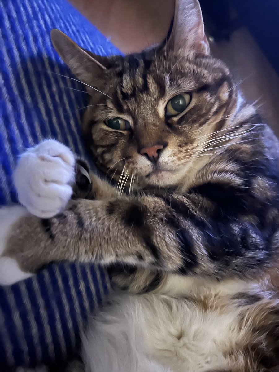 🙀why have I grown a pirate hook? #HedgeWatch #CatsOfX #tabby 🏴‍☠️