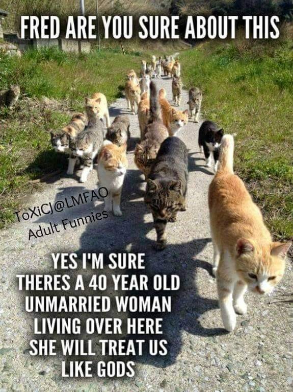 😸😸😻