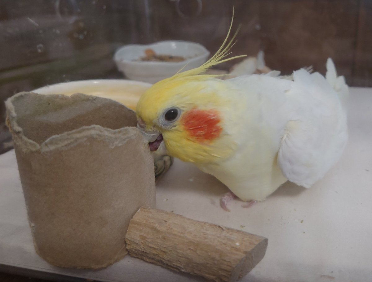 怒ってます😂
#オカメインコ