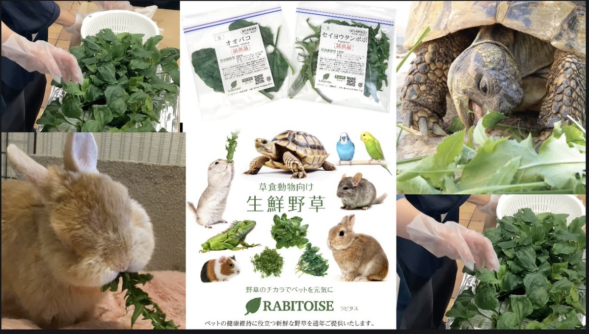 exoticreptilexp's tweet image. ☆7/27(日)に開催されるEXPO東京浅草開催がいよいよ2日後となりました♪
Rabitoiseさんをご紹介致します(o^^o)
「野草のチカラでペットを元気に」
草食動物が喜ぶ野草を屋内水耕栽培により... 詳しくは 2su.jp/0UUz