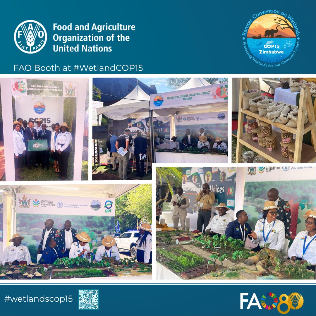 FAO Subregional Office for Southern Africa (@faosfsafrica) on Twitter photo 🇿🇼 Officials visit our booth🎊
From drylands to #wetlands
<a href="/FAO/">Food and Agriculture Organization</a> #DSLIP is restoring degraded landscapes, protecting water resources & enhancing resilience in diverse ecosystems
At #RamsarCOP15, we highlight how integrated land & water action builds sustainable agrifood systems🌍 🇿🇼 Officials visit our booth🎊
From drylands to #wetlands
<a href="/FAO/">Food and Agriculture Organization</a> #DSLIP is restoring degraded landscapes, protecting water resources & enhancing resilience in diverse ecosystems
At #RamsarCOP15, we highlight how integrated land & water action builds sustainable agrifood systems🌍