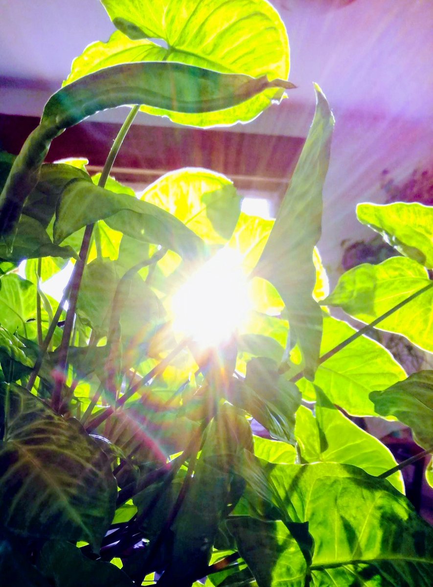 azzurra9598's tweet image. La Pace sta all'anima come la luce sta alla vita: la Pace è luce.