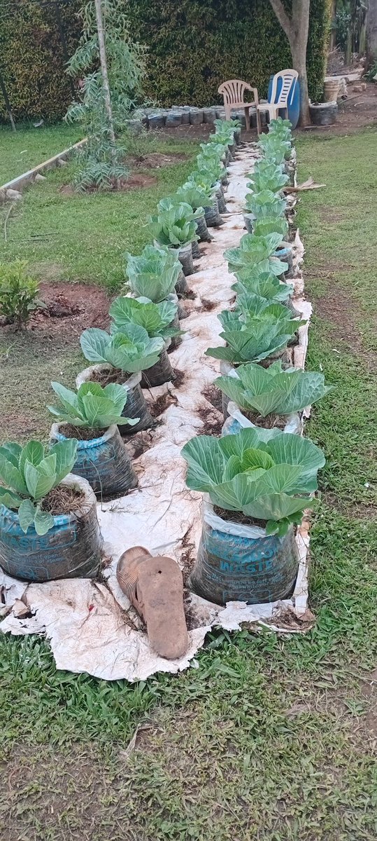 Akulira Ekitongole ky'obulimi mu ssaza Kyaggwe omw. Lubega Philly akubirizza Bannakyaggwe abali mu bibuga okufuba okulaba nga bettanira okuyiga okulimira awafunda.