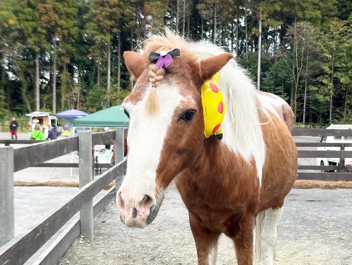 umanmapark's tweet image. 7月23日はチカラの一周忌でした💐
お客様から素敵なお花をいただきました。
今でもみんなに愛されるチカラ、偉大な存在でした。チカラなくして今のうまんまパークはありません。
チカラ、また一年見守っていてね!チカラの嘶きが聞けなくて寂しいです。