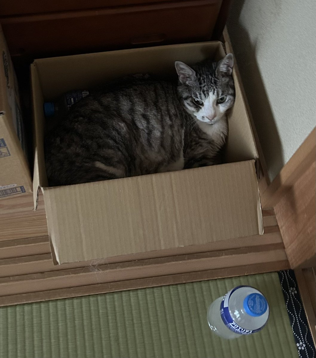 yu_____zu47's tweet photo. アクエリ…

ほっぺが…

 #猫のいる暮らし
 #ネコバテ https://t.co/iaJ9kotPO5