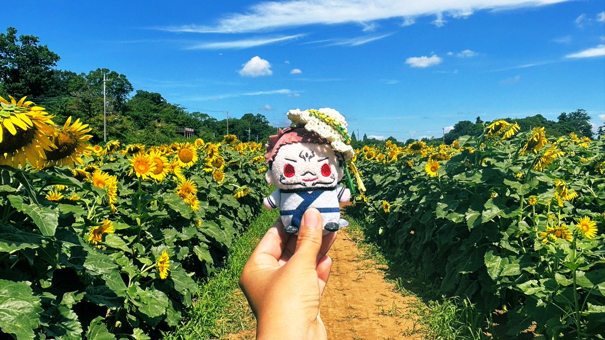 no225sep's tweet image. ひまわり日和☀️👒