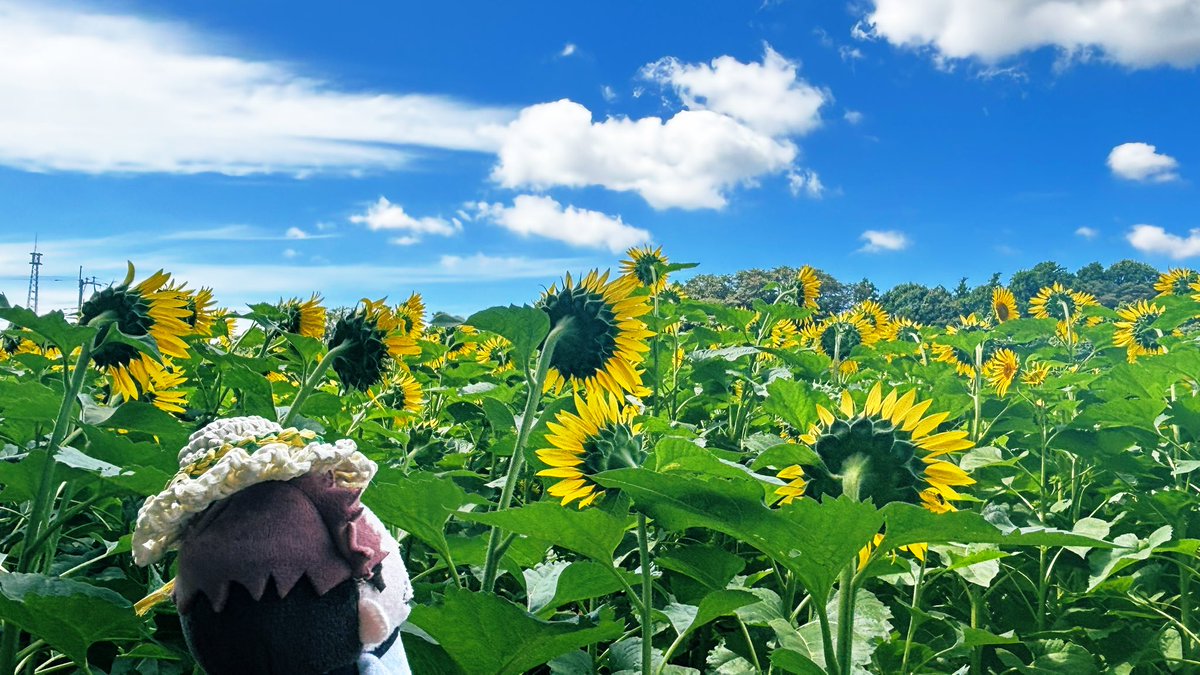 no225sep's tweet image. ひまわり日和☀️👒