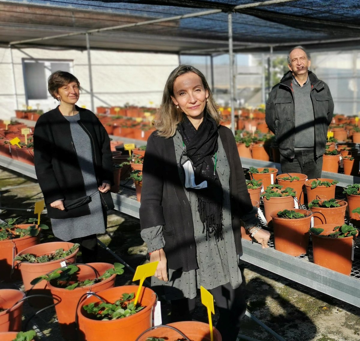 IfapaJunta's tweet image. Investigadores del #IFAPA y colaboradores europeos publican un estudio sobre la regulación de los recursos #genéticos en los #FrutosRojos 🫐🍓
Estos recursos son fundamentales para la mejora varietal, la seguridad alimentaria y la sostenibilidad agrícola
link.springer.com/article/10.100…