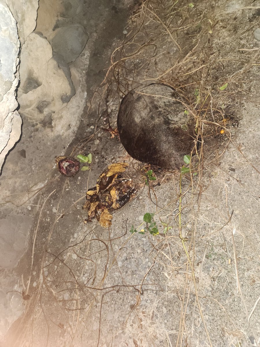 3 sea turtles captured in Salinas 💔
Just 1.5 months into nesting season, this crime puts local biodiversity at risk during a critical phase of the turtles' life cycle.
Protect marine life — report illegal activity. 🌊🐢
#SaveTheTurtles #MarineConservation