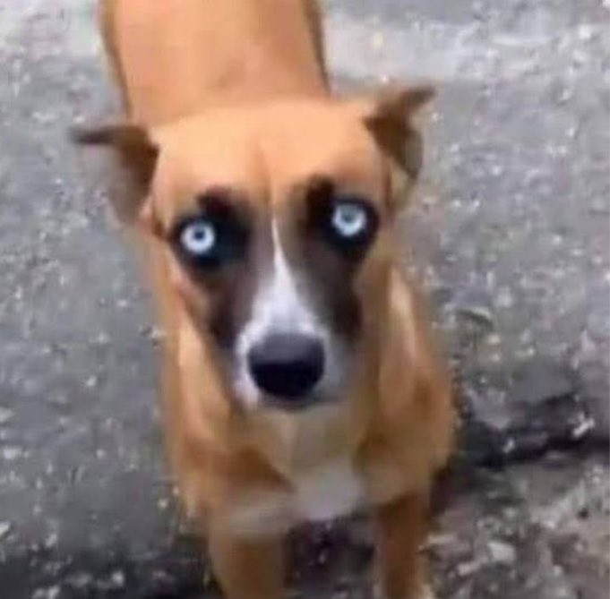 gente esse cachorro é igual o jeremiah