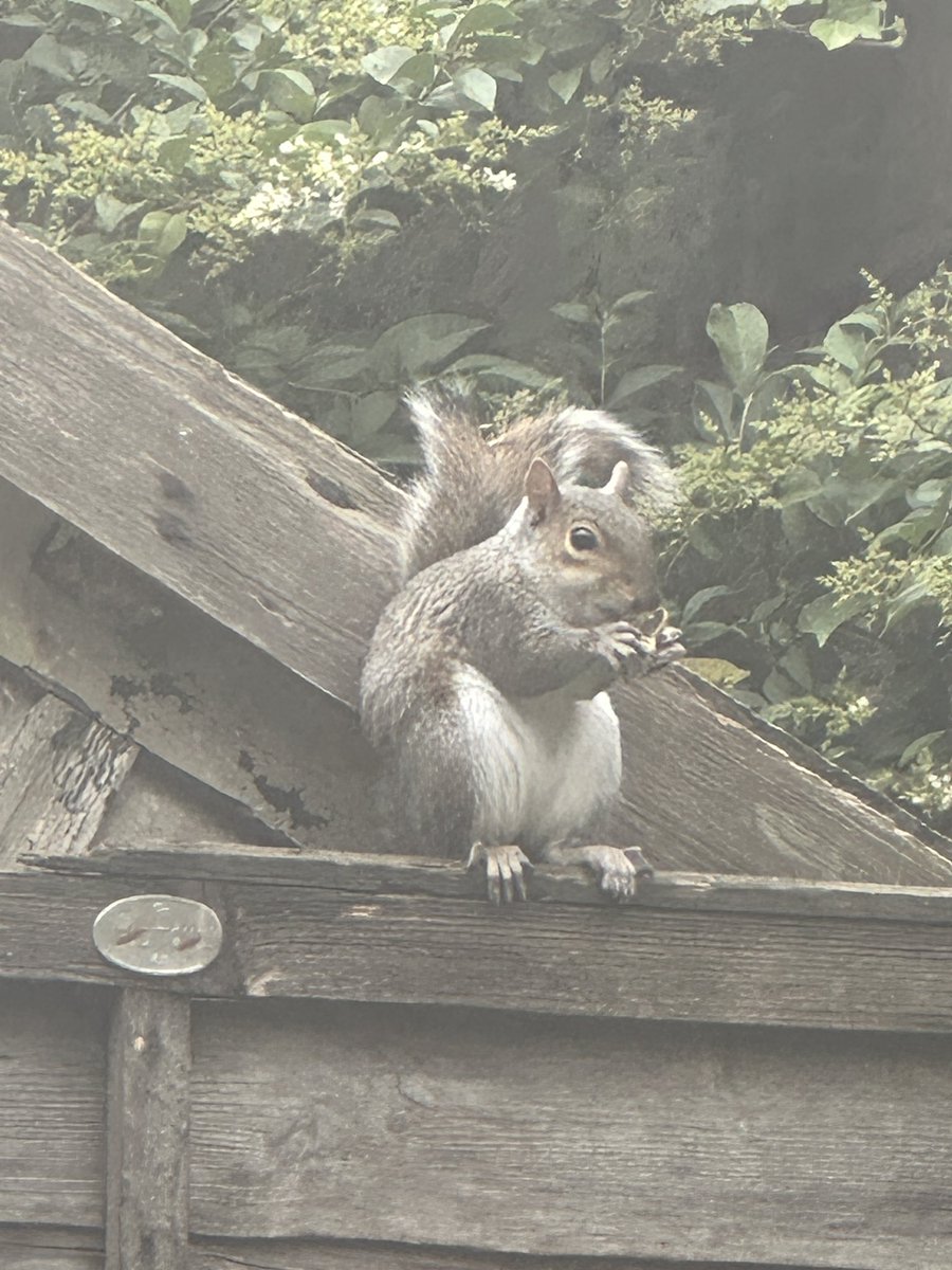 oztrazine's tweet image. #squirrelscrolling No Squint yet but a new female came by and Squints daughter as well.