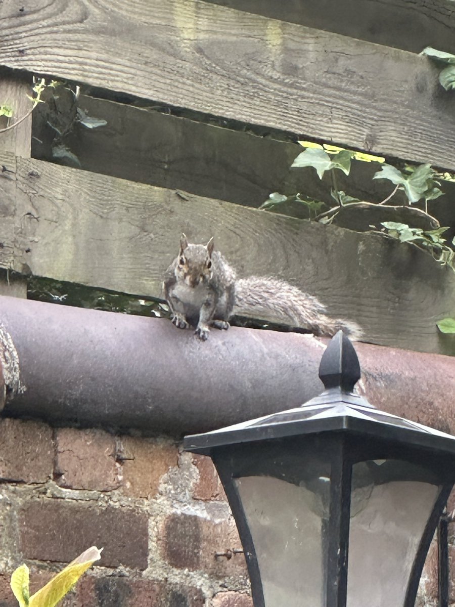 oztrazine's tweet image. #squirrelscrolling No Squint yet but a new female came by and Squints daughter as well.