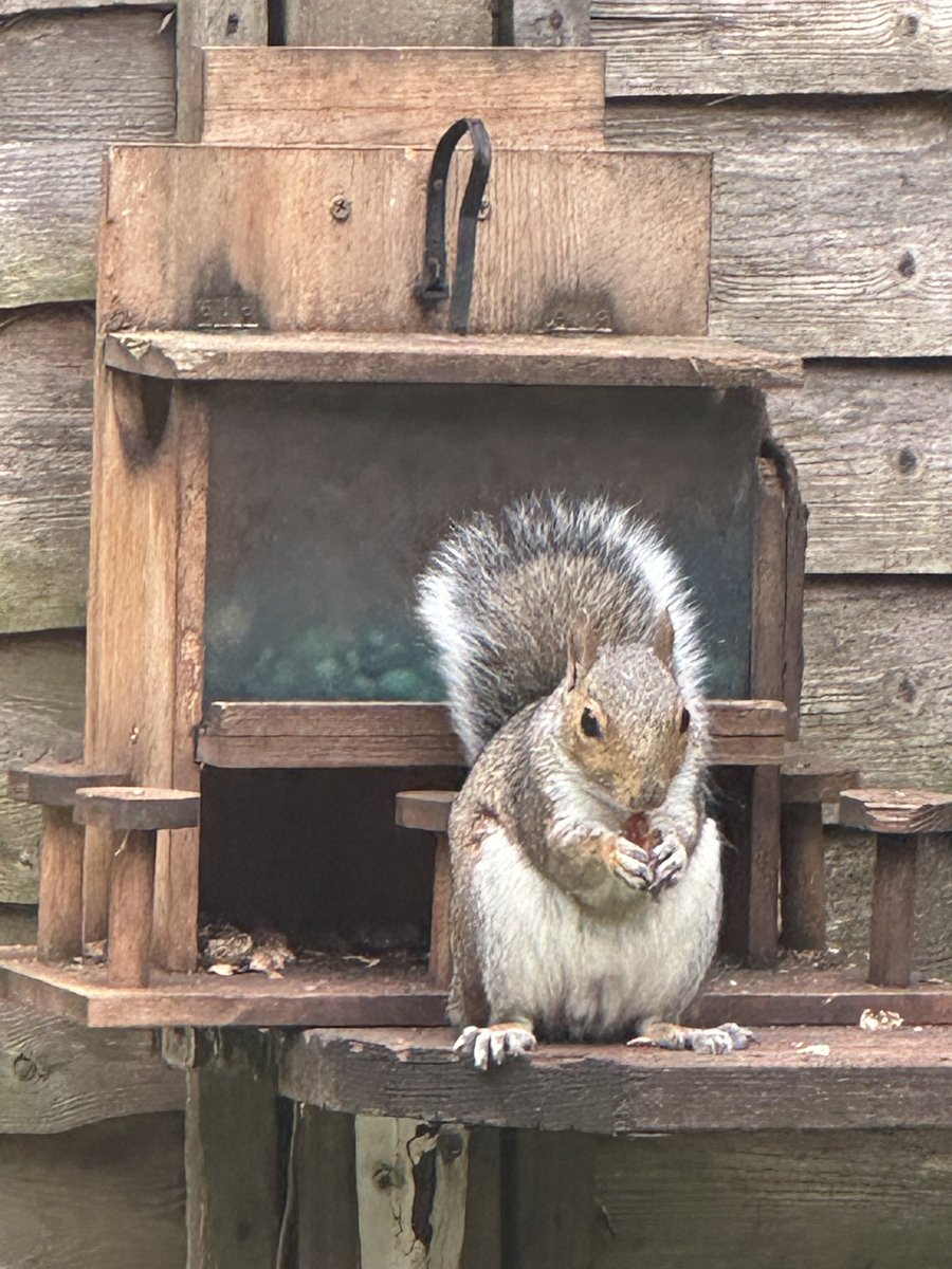 oztrazine's tweet image. #squirrelscrolling No Squint yet but a new female came by and Squints daughter as well.