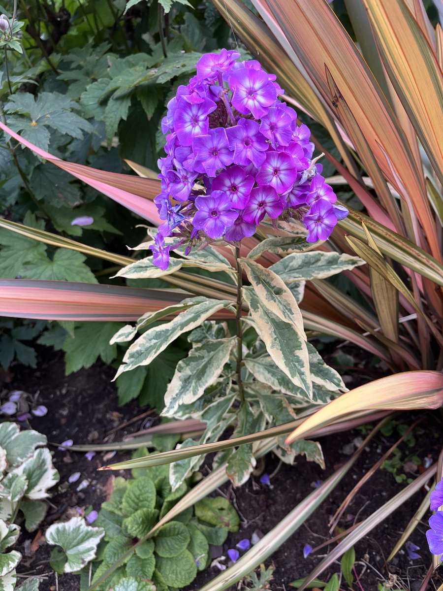 Milhart66Ken's tweet image. Some snippets from the front garden. #gardening #gardeninglife