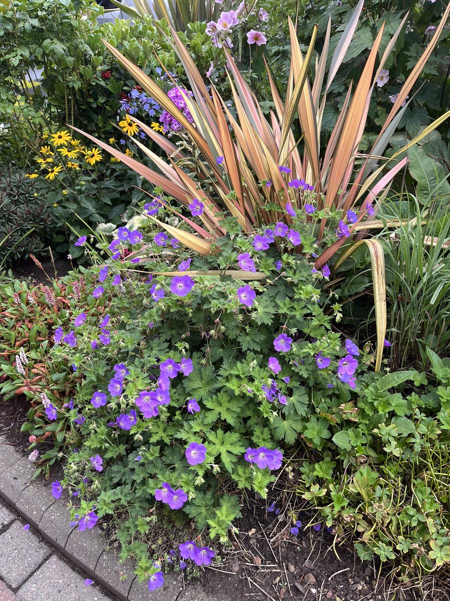 Milhart66Ken's tweet image. Some snippets from the front garden. #gardening #gardeninglife
