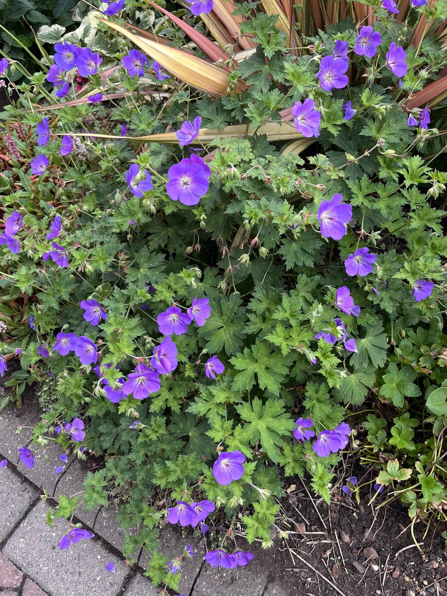 Milhart66Ken's tweet image. Some snippets from the front garden. #gardening #gardeninglife