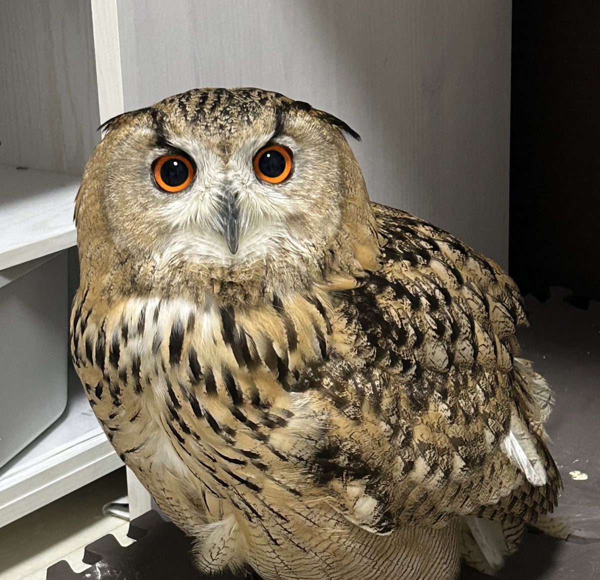 IrtBii's tweet image. もふひい🦉
