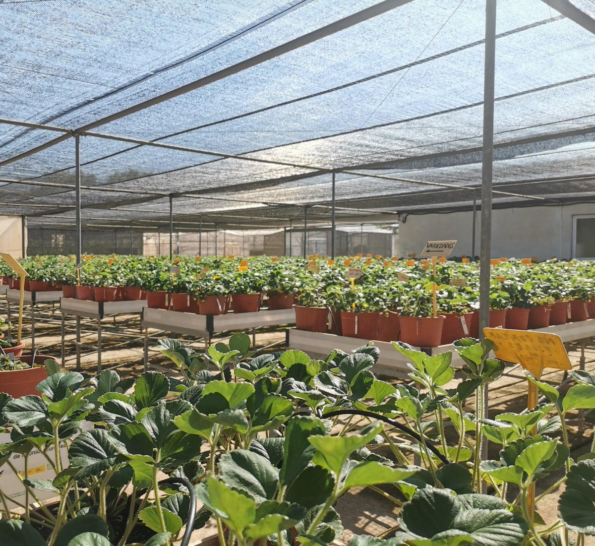 IfapaJunta's tweet image. Investigadores del #IFAPA y colaboradores europeos publican un estudio sobre la regulación de los recursos #genéticos en los #FrutosRojos 🫐🍓
Estos recursos son fundamentales para la mejora varietal, la seguridad alimentaria y la sostenibilidad agrícola
link.springer.com/article/10.100…