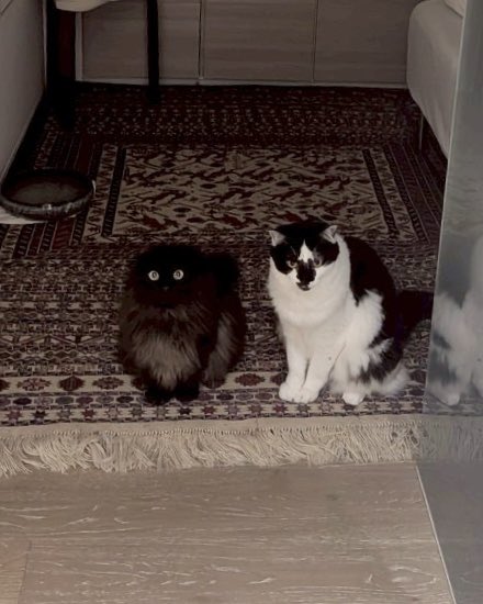 necosan__cat's tweet image. 帰ってきたらこの姿でお出迎えしてくれた　猫のいる生活はしあわせすぎる