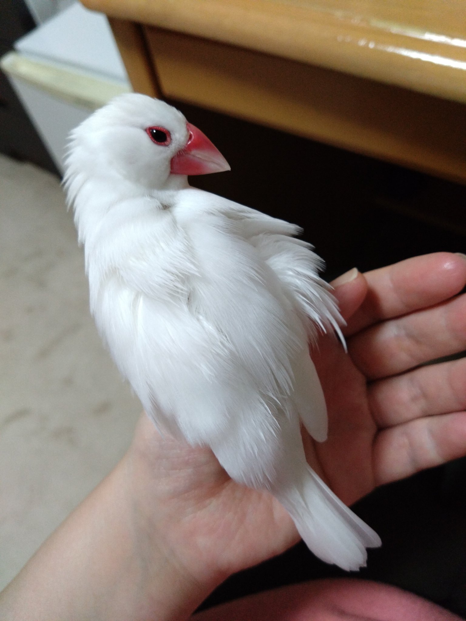 白文鳥まめ (@shirobunchomame) / X