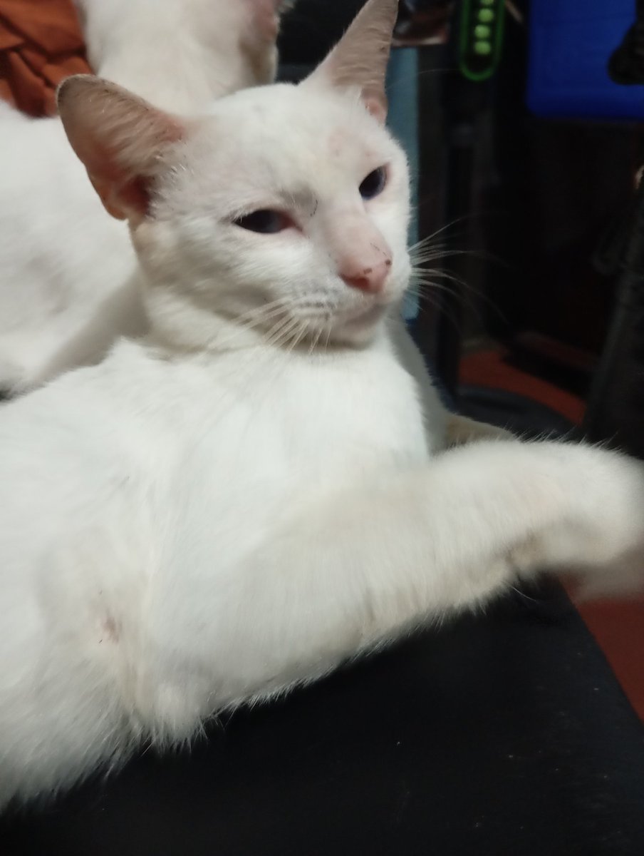 CrecyBEE's tweet image. My friend's cat kind of has a jawline.