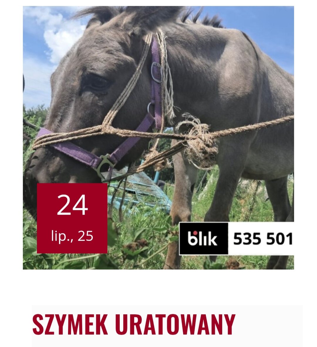 Na stronie fundacji jest informacja, że został uratowany.🙂