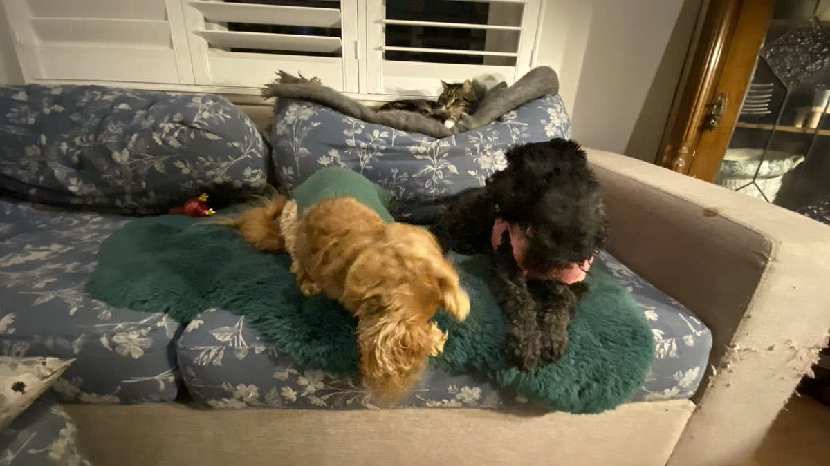 GetsPuppy's tweet image. It’s a wild and windy day but the promised rain hasn’t come yet. Mum’s been out at #ChristmasInJuly so we’re just hanging out 😻🐶🐶❤️